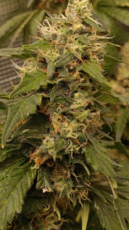 Variegated Parmigiano. Week 14