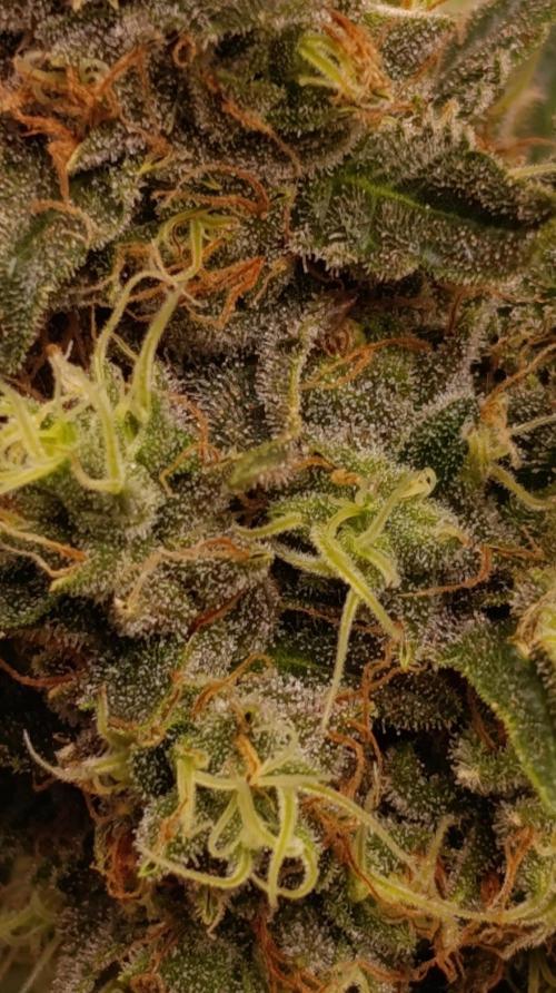 Variegated Parmigiano. Week 14