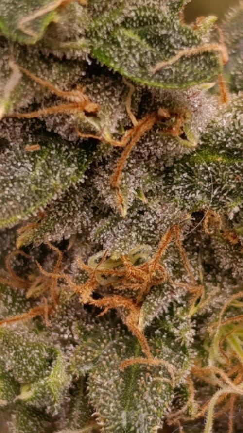 Variegated Parmigiano. Week 14