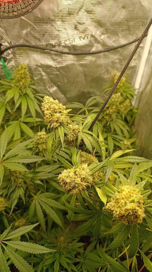 Lemon Parmesan. Week 13