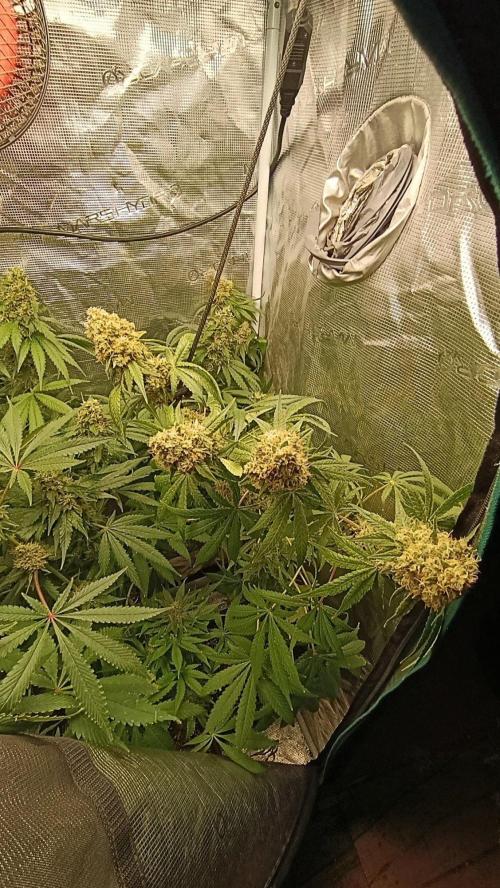 Lemon Parmesan. Week 13