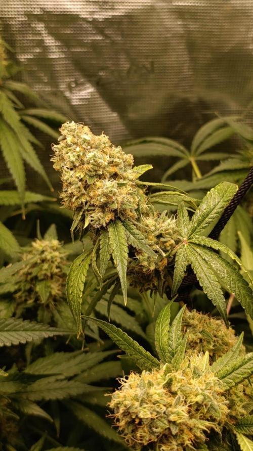 Lemon Parmesan. Week 13