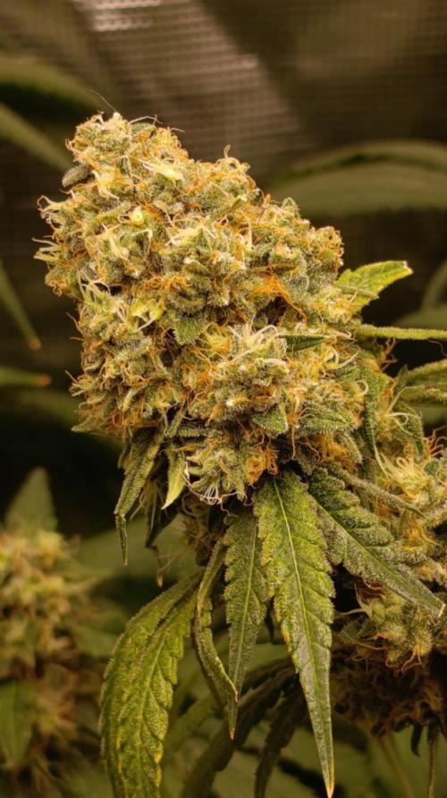 Lemon Parmesan. Week 13