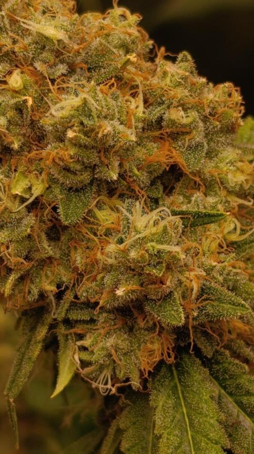 Lemon Parmesan. Week 13