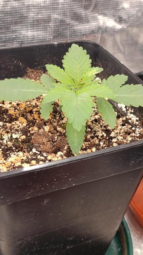 Lord Kush. Week 2