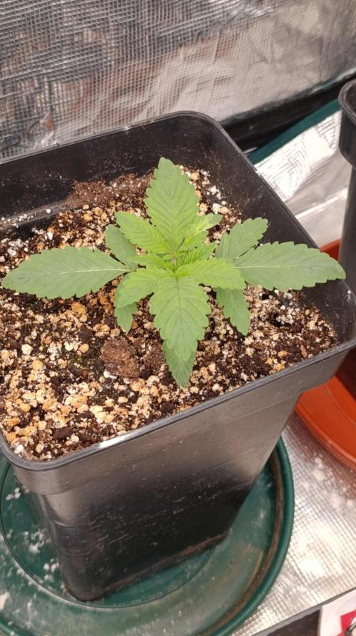 Lord Kush. Week 2