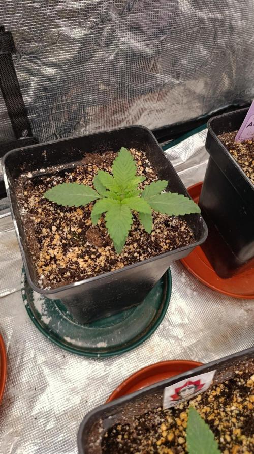 Lord Kush. Week 2
