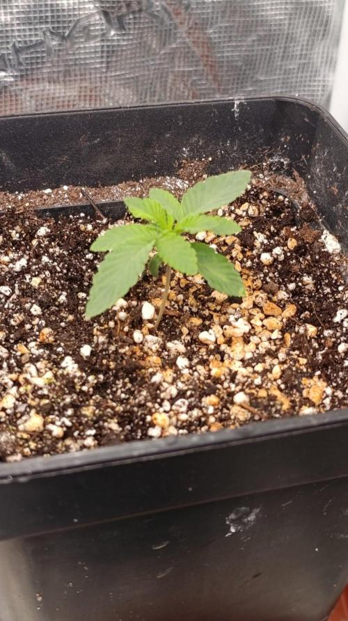 GR-APE. Week 2