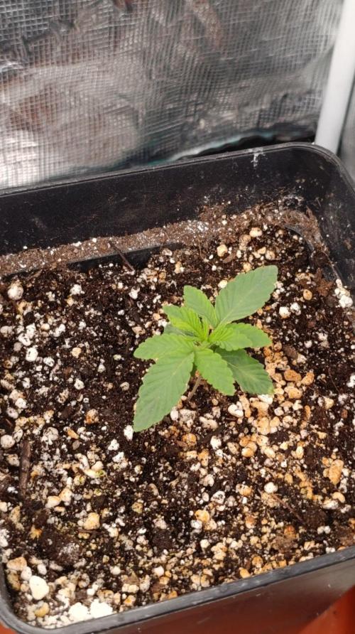GR-APE. Week 2
