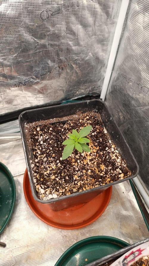 GR-APE. Week 2