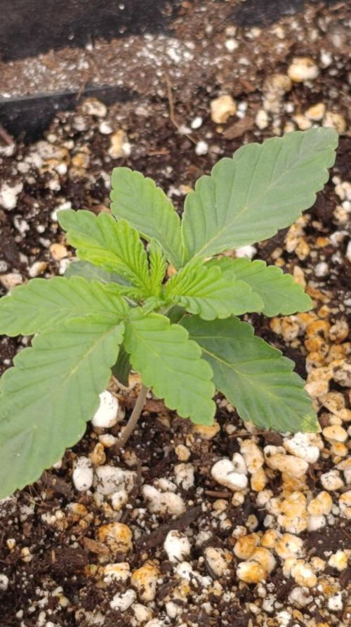 GR-APE. Week 2