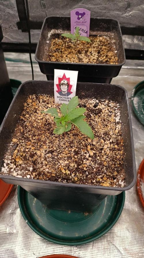 DC Kush. Week 2