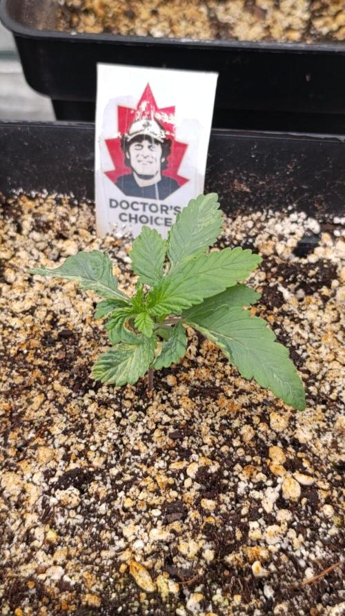 DC Kush. Week 2
