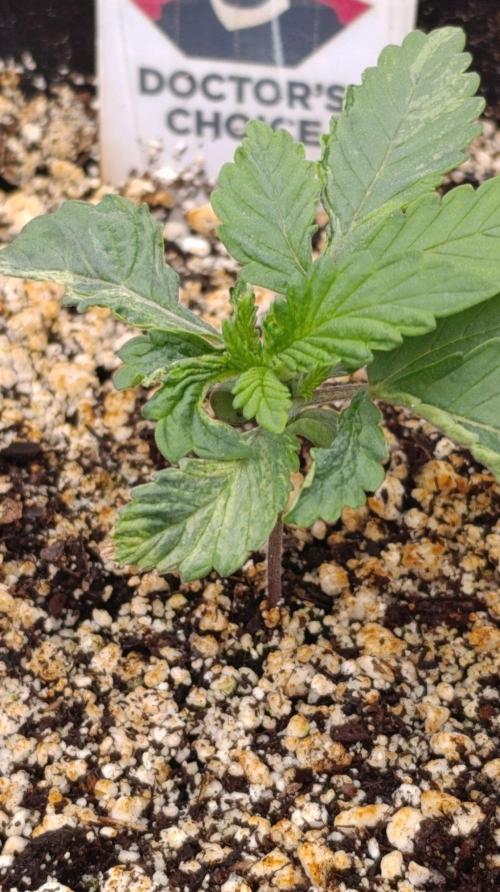 DC Kush. Week 2