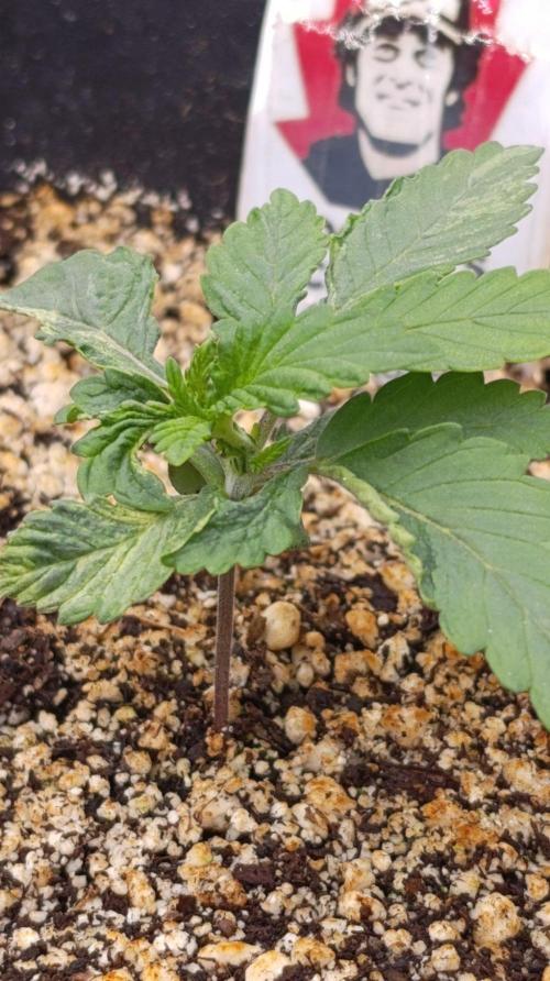 DC Kush. Week 2