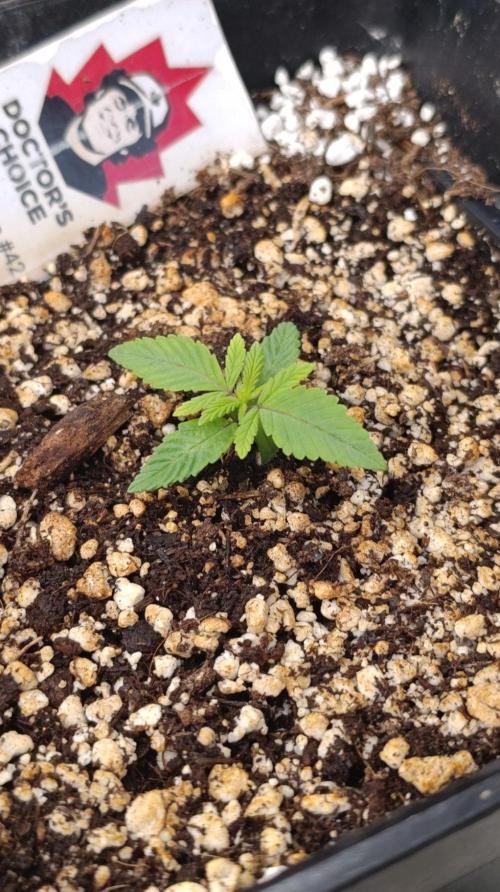 Black Mamba #42. Week 2