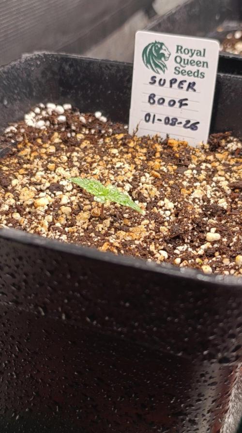 Super Boof RQS. Week 1