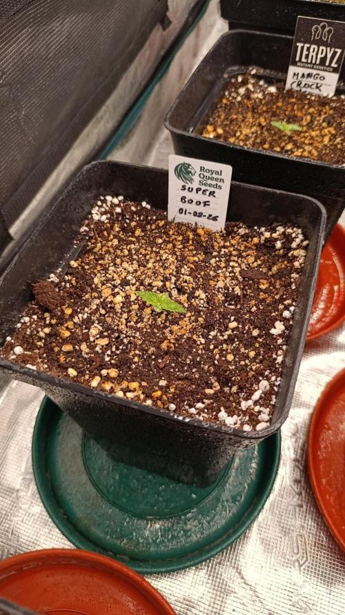 Super Boof RQS. Week 1