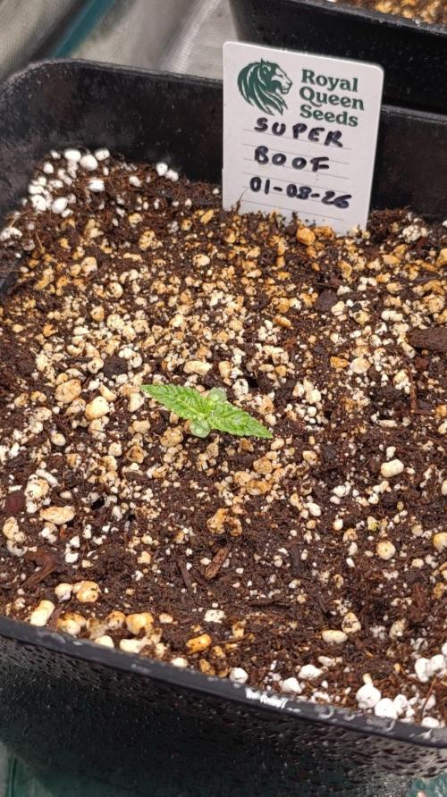 Super Boof RQS. Week 1