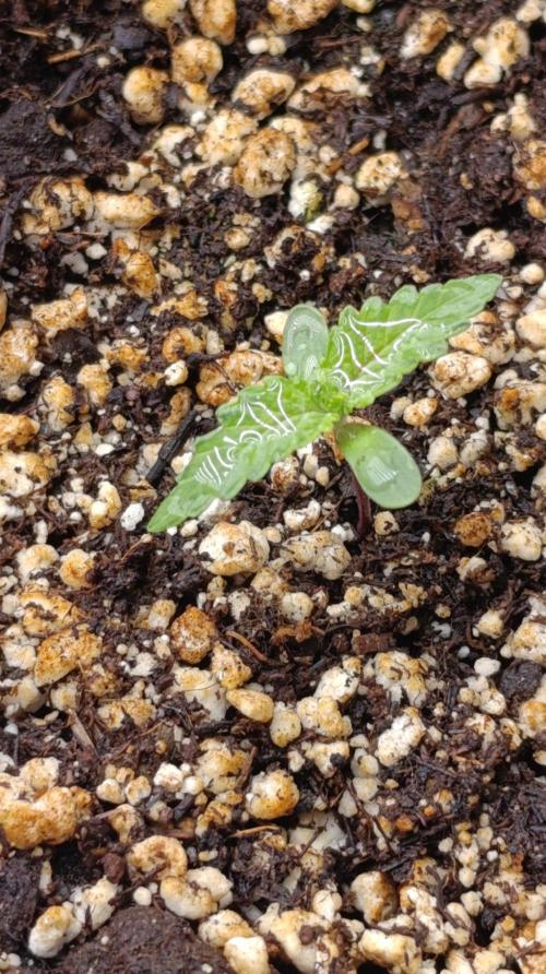 Pineapple Jack. Week 1