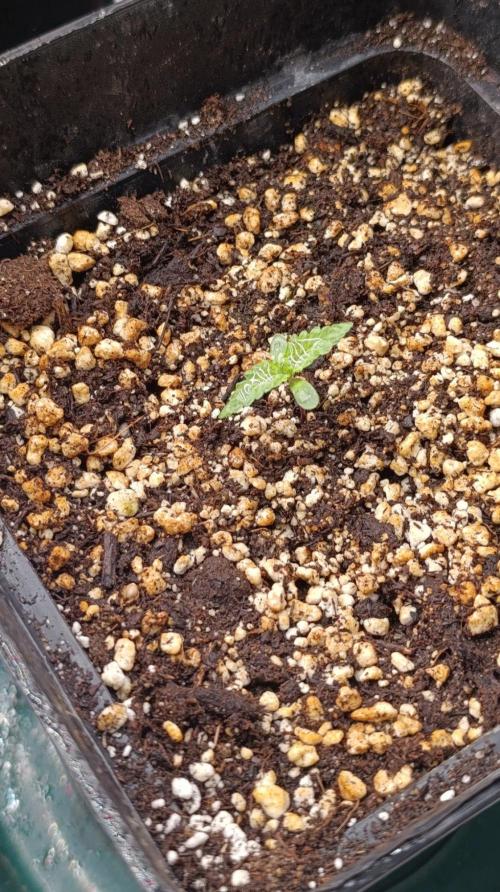 Pineapple Jack. Week 1