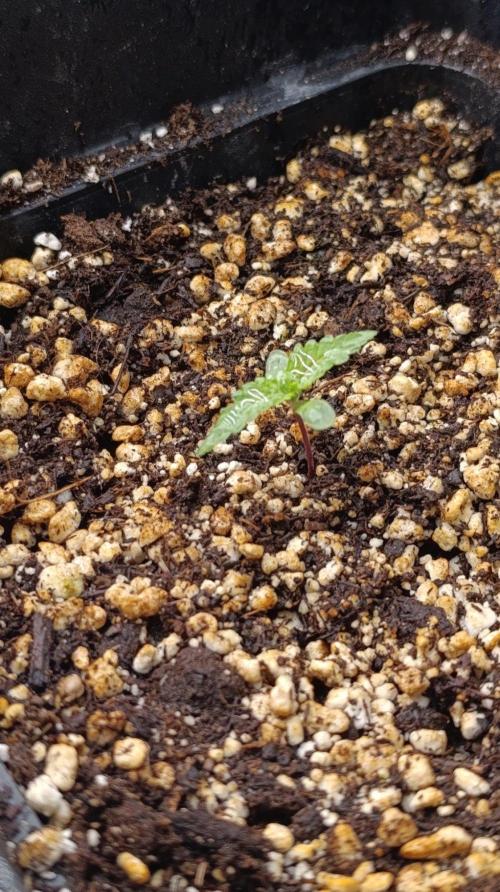Pineapple Jack. Week 1