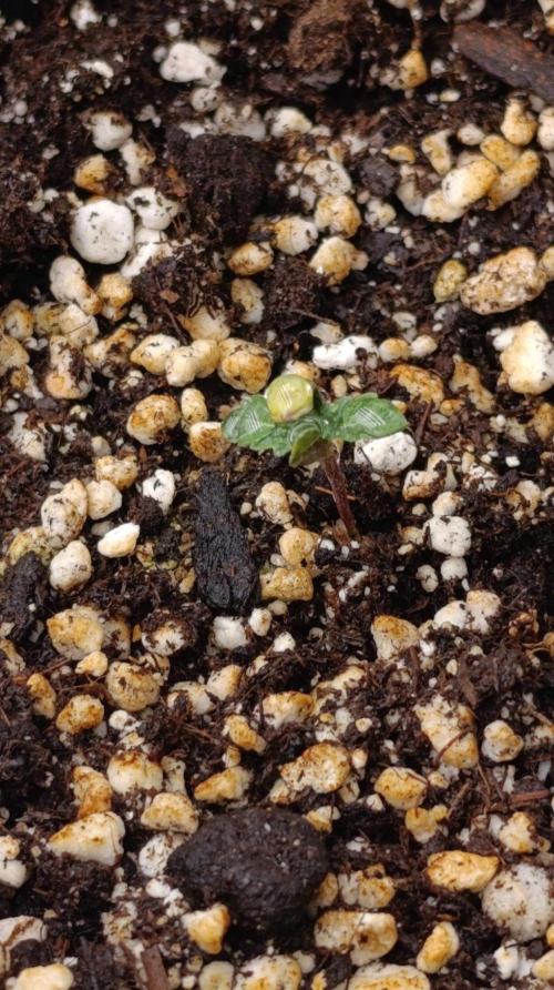 Caramel Pineapple. Week 1