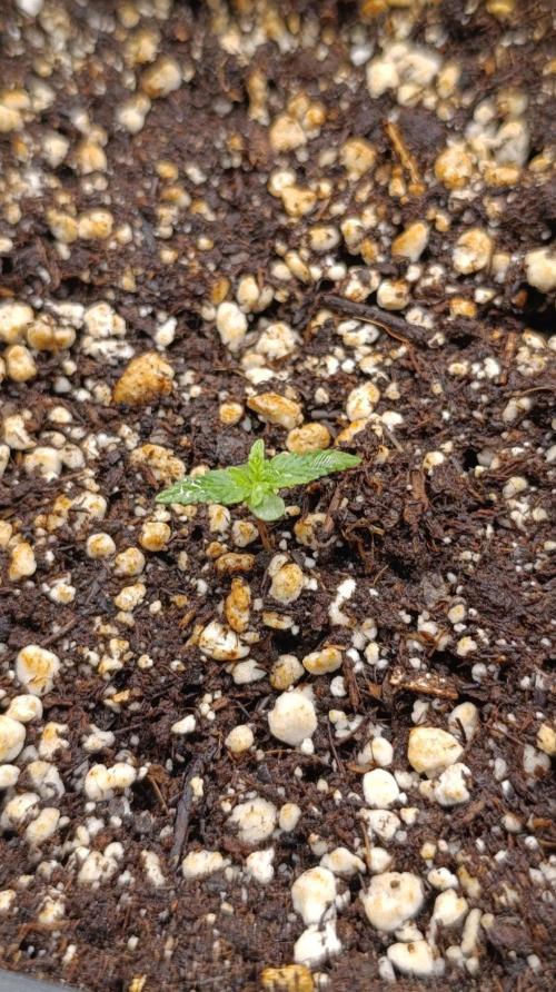 Caramel Pineapple. Week 1