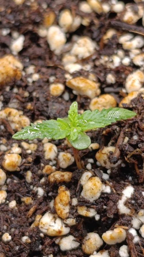 Caramel Pineapple. Week 1