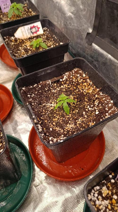 Jack 47 FV. Week 2