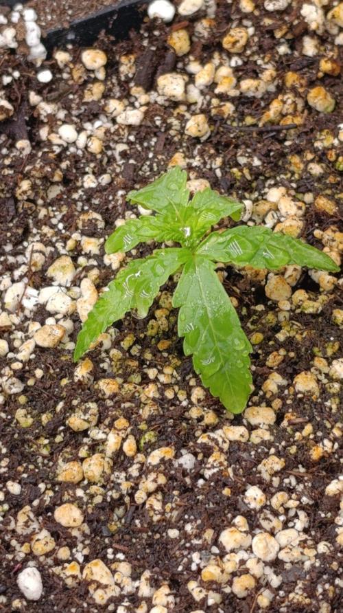 Jack 47 FV. Week 2