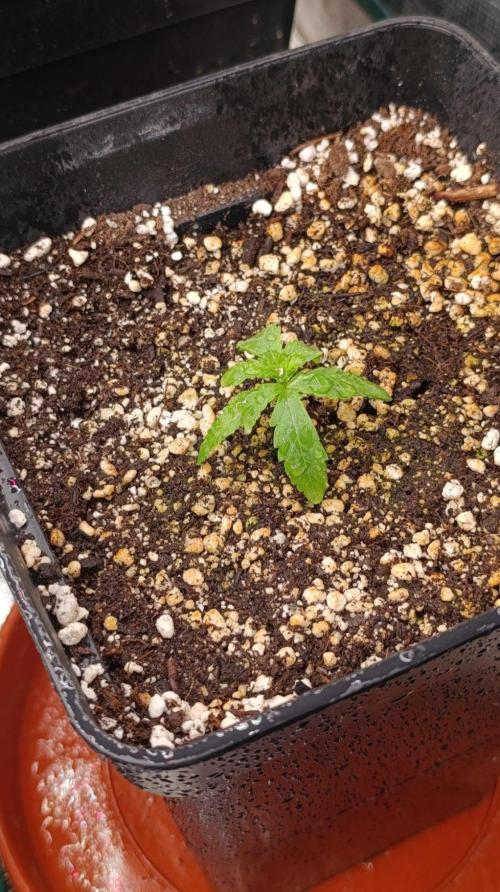 Jack 47 FV. Week 2