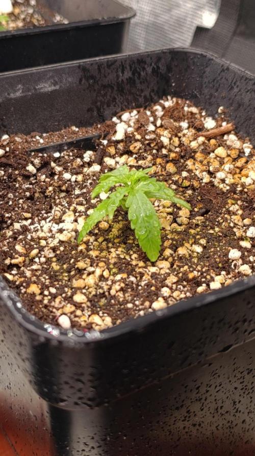 Jack 47 FV. Week 2