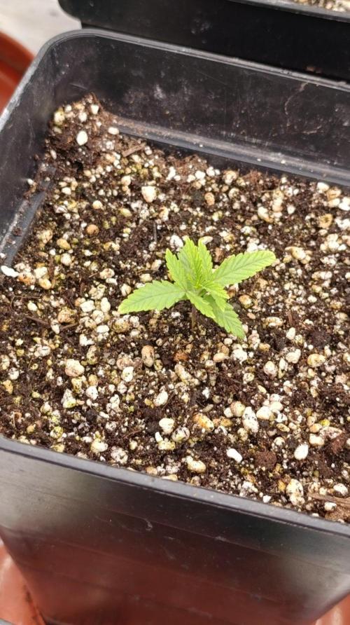 Banana Fumes Round II. Week 2
