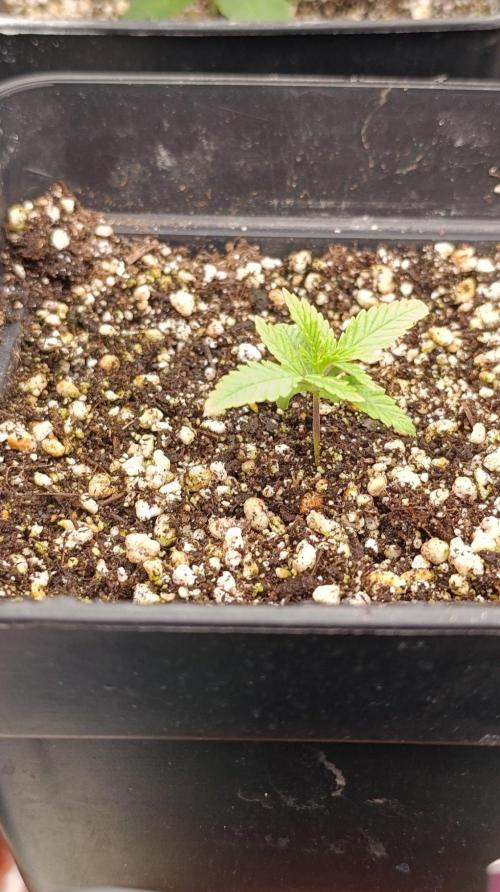 Banana Fumes Round II. Week 2