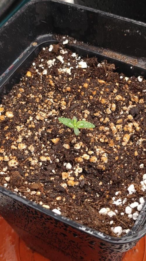 Mango Crack. Week 1
