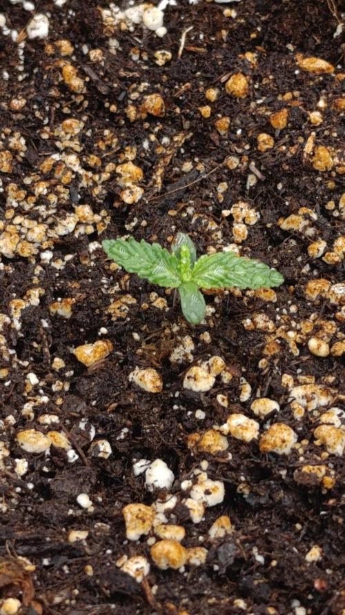 Mango Crack. Week 1