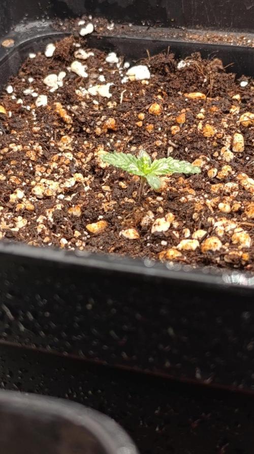 Mango Crack. Week 1