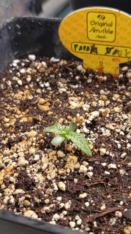 Papaya Stank. Week 1