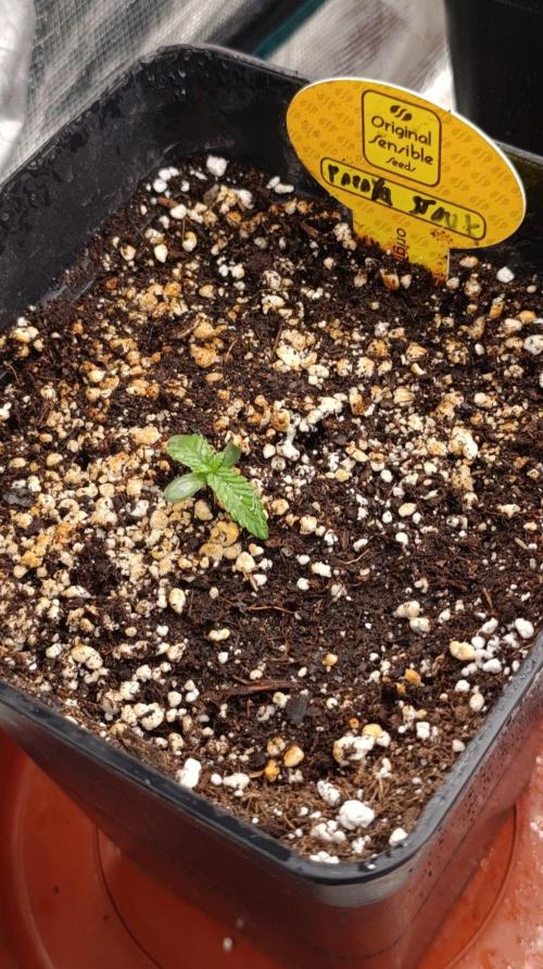 Papaya Stank. Week 1