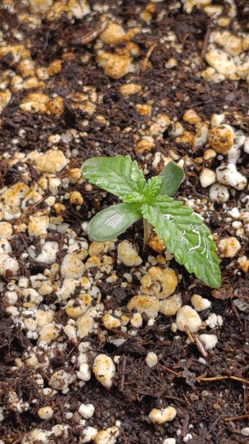 Papaya Stank. Week 1