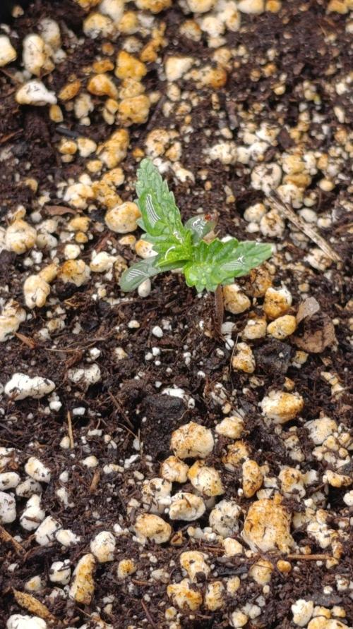Banana Cream OG. Week 1