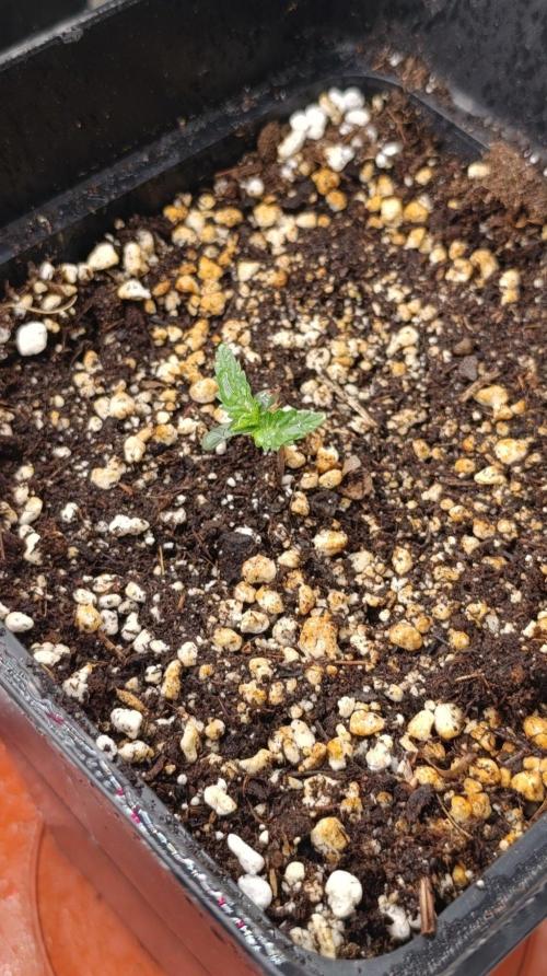 Banana Cream OG. Week 1