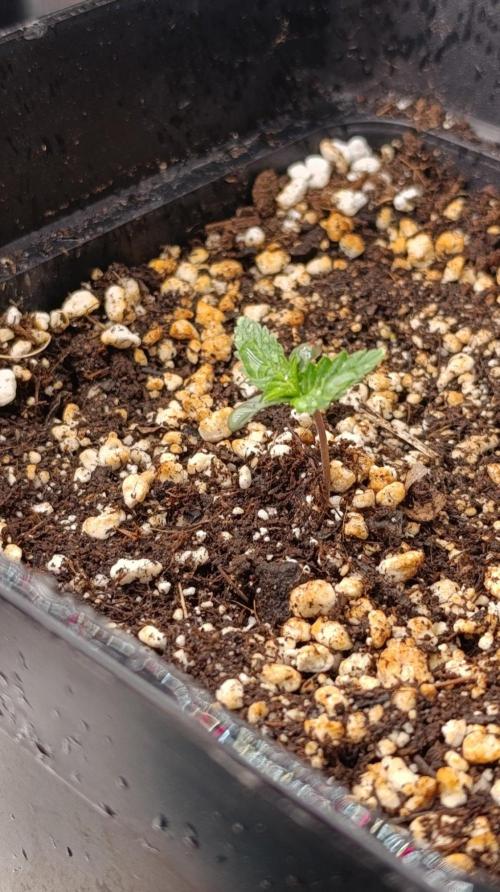 Banana Cream OG. Week 1