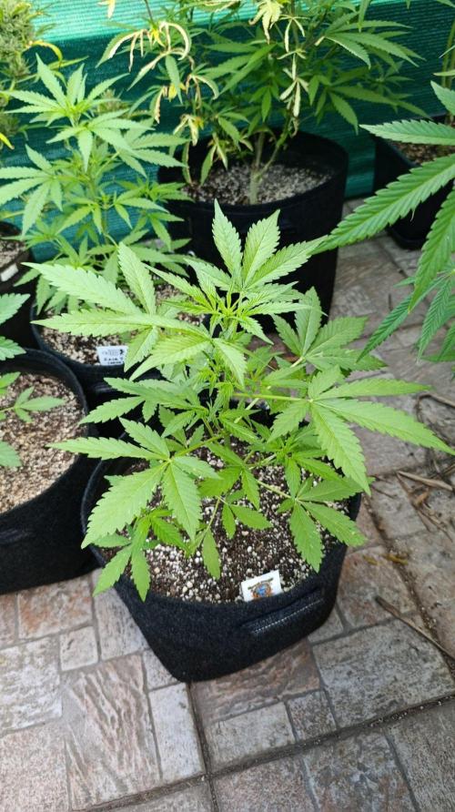 Super Boof XL Auto Outdoor. Week 4