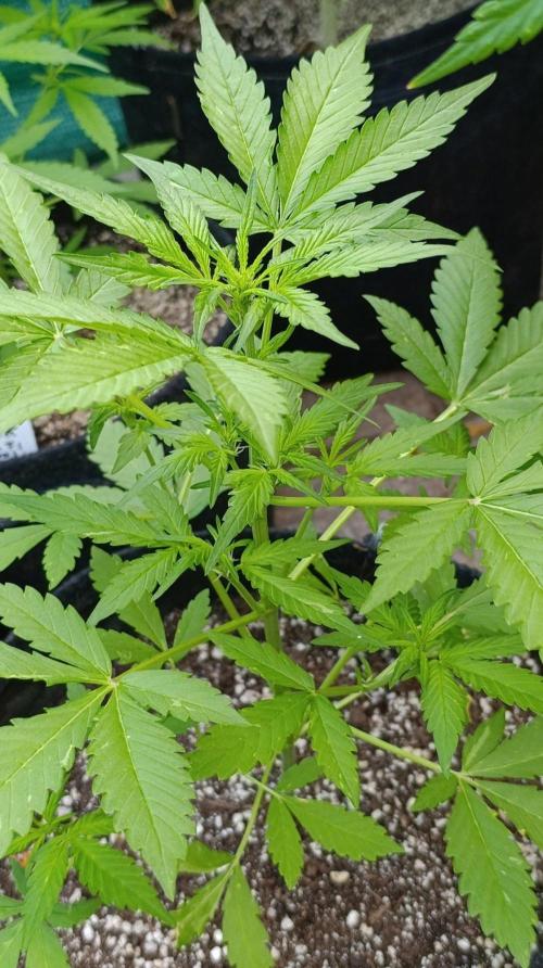 Super Boof XL Auto Outdoor. Week 4