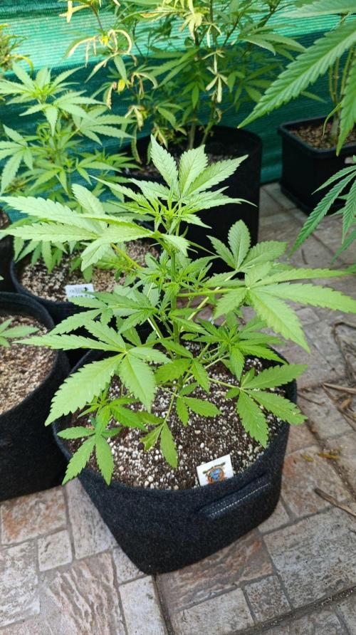 Super Boof XL Auto Outdoor. Week 4