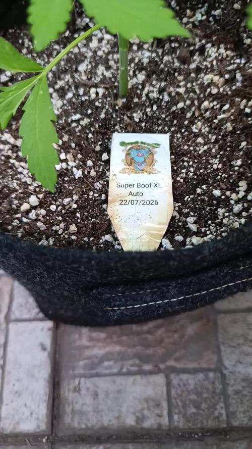 Super Boof XL Auto Outdoor