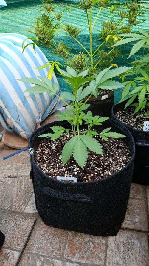 Papaya Zoap Auto. Week 4