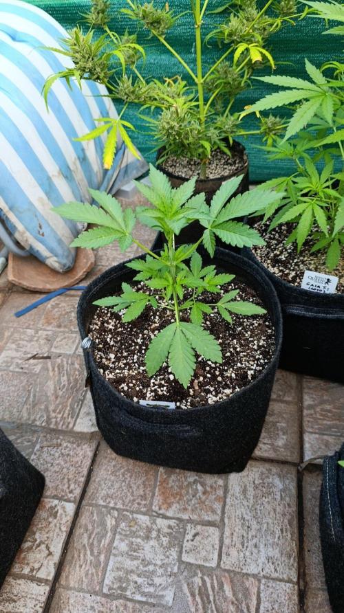 Papaya Zoap Auto. Week 4